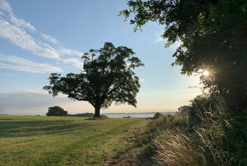 Shropshire landscape of a field and trees.