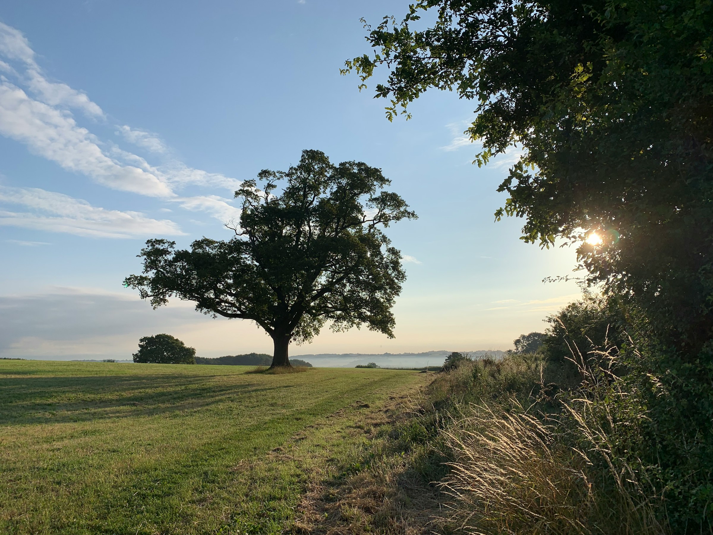 Shropshire landscape of a field and trees.